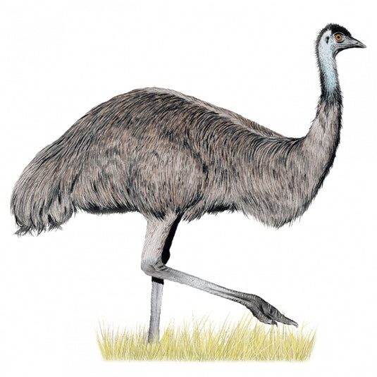 Wingspan - Oceania Expansion