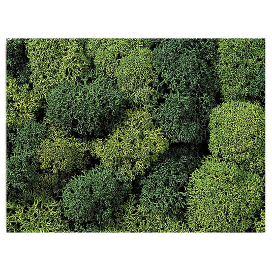 Ziterdes - Basing & Battleground - Moss